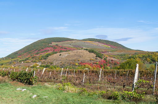 Vineyard near the Eged mountain in Hungary