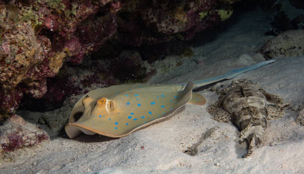 istock Bluespotted stingray and crocodile fish 1791120286