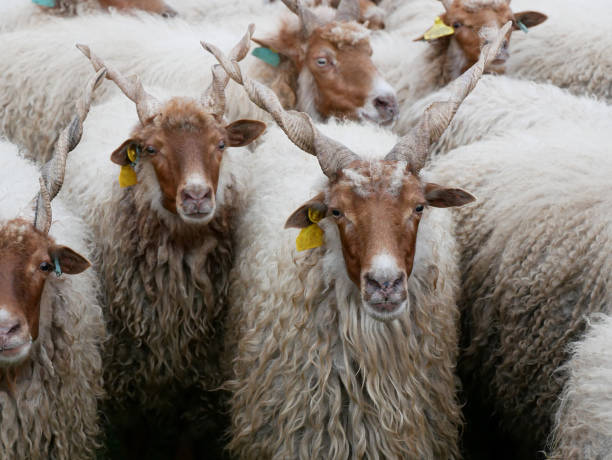 istock Sheep at Hortobagy in Hungary 1791120290
