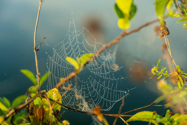 tautropfen bedecken spinnennetz am rande des sees - big cypress stock-fotos und bilder
