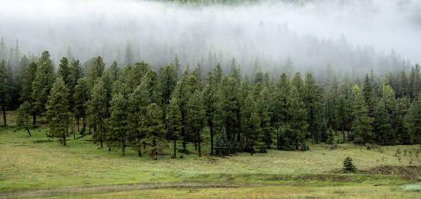 Fog Blankets The Edge Of Forest