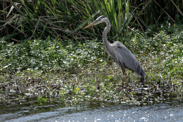 istock Great Blue Heron Wades Into Marsh Looking For Food 1791128498