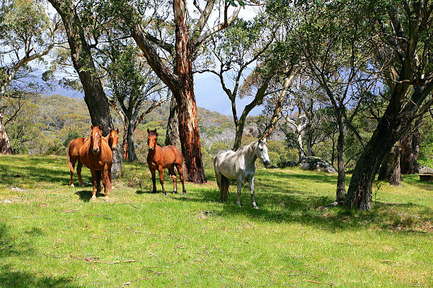 Pradera de caballos salvajes en - foto de stock