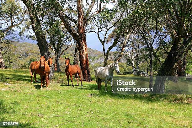 Pradera De Caballos Salvajes En Foto de stock y más banco de imágenes de Australia - Australia, Caballo - Familia del caballo, Eucalipto de nieve