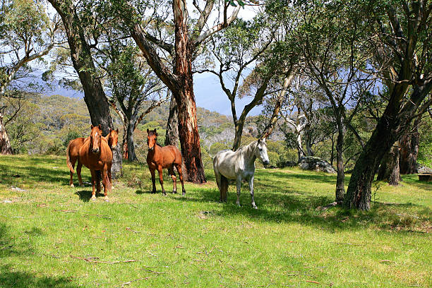 Wild horses in meadow stock photo