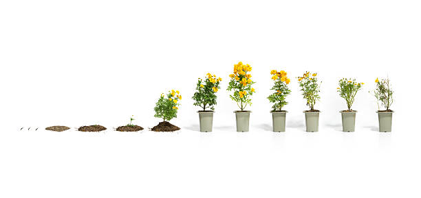 istock Life of flowers 179112979