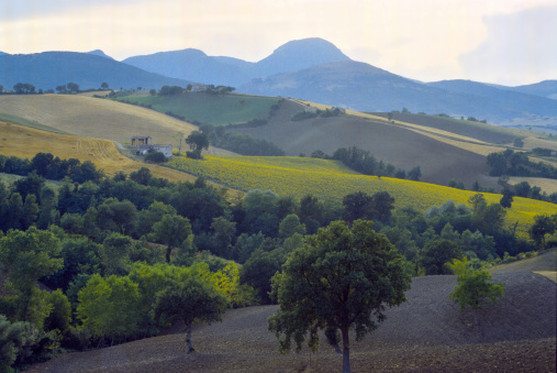 Marches (Italy) - Landscape at summer in a sunny day