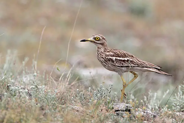 Stone curlew, Burhinus oedicnemus, single bird in grassland, Bulgaria, May 2010