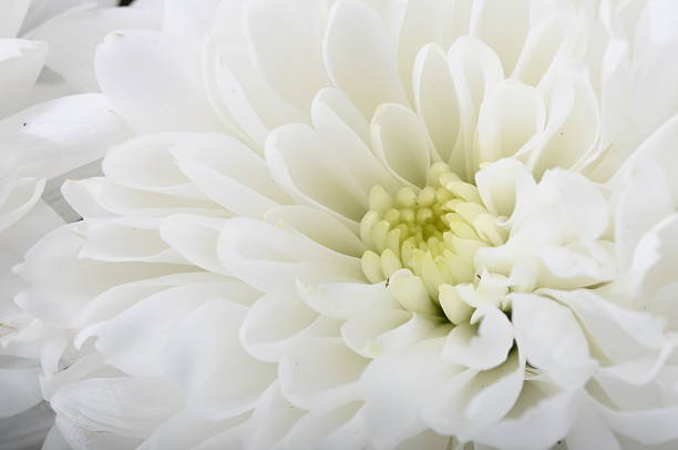 istock Macro of white flower aster 179113426