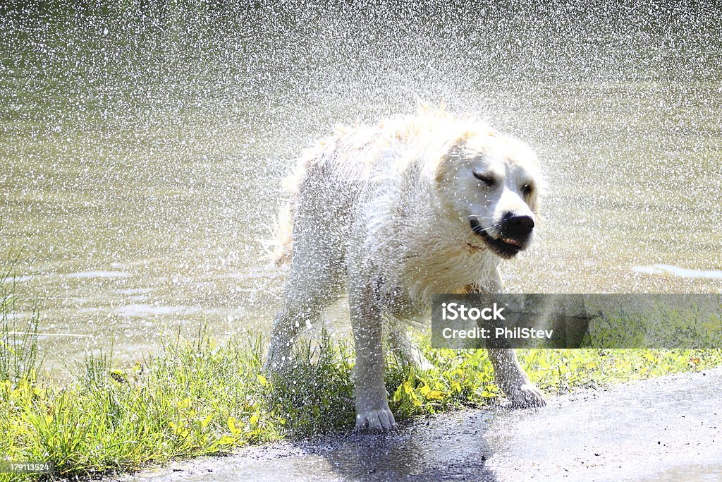 Golden Retriever shakes - Lizenzfrei Apportieren Stock-Foto