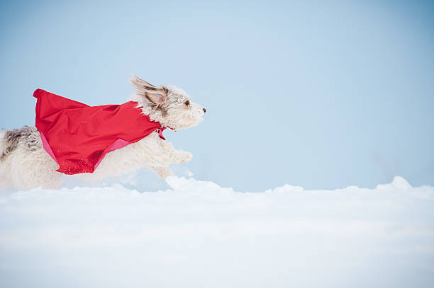 funny curly super dog running funny curly super hero dog wearing the red cloak running fast on blue sky background super fast stock pictures, royalty-free photos & images