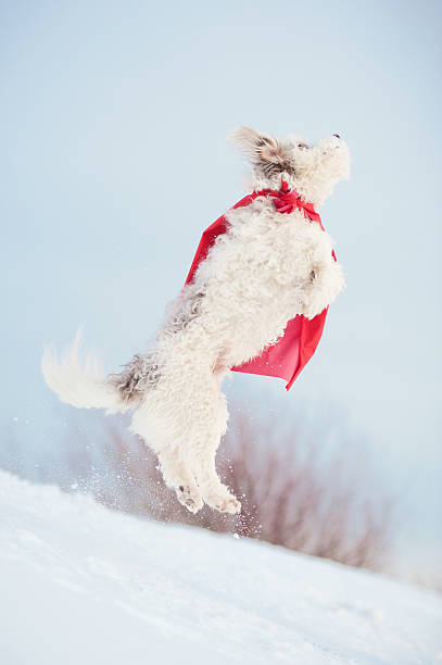 istock funny curly super dog flying 179113820
