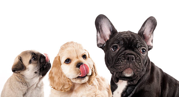 istock tongue licking puppy 179113829