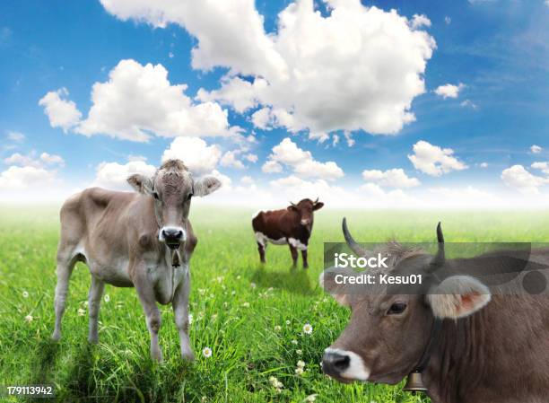 Portrait Of Cow Stock Photo - Download Image Now - Agricultural Field, Agriculture, Animal