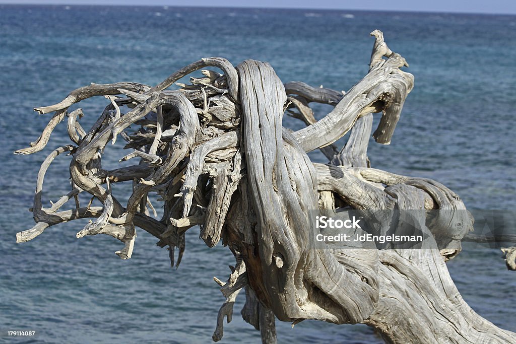 Old tree of Aruba This is one of the famous landmarks of Aruba Beach Stock Photo