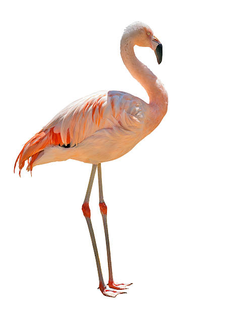 istock single pink flamingo isolated on white 179114130