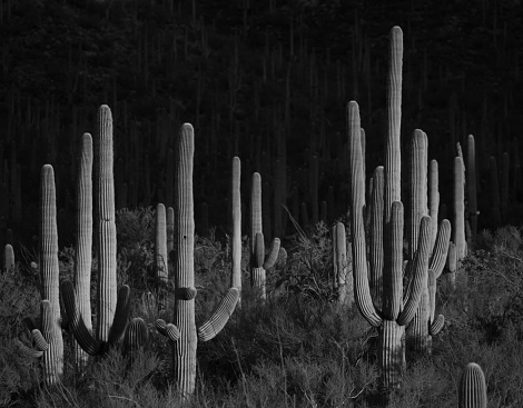 Saguaro Cactus Stand Tall In Black And White in Saguaro National Park