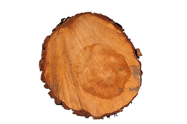istock Year-rings of tree isolated on white 179114181