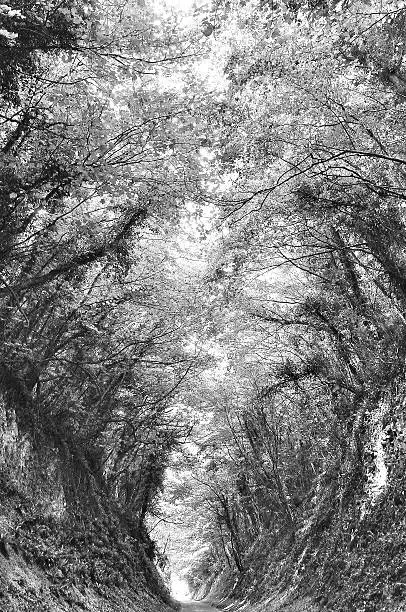 While driving down this country lane I found this tunnel of trees and loved the light coming through.