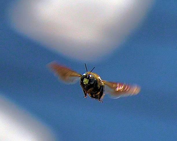 Bee in flight stock photo