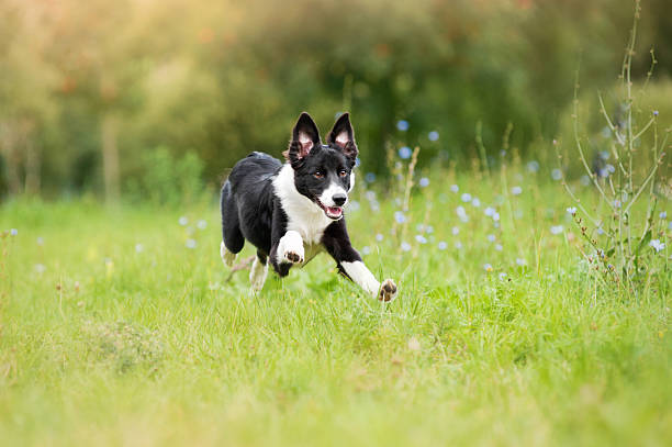 happy border collie puppy running through a meadow