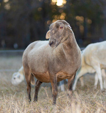 Full grown Katahdin sheep ewe that is brown giving the camera a loving look as the sun sets behind.