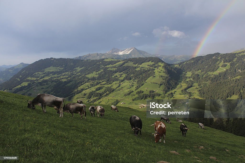 Brouter vaches dans the Oberland bernois - Photo de Agriculture libre de droits