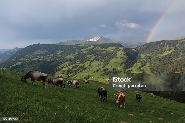 Mucche Al Pascolo Nelle Alpi Bernesi - Fotografie stock e altre immagini di Agricoltura - Agricoltura, Albero, Alpi