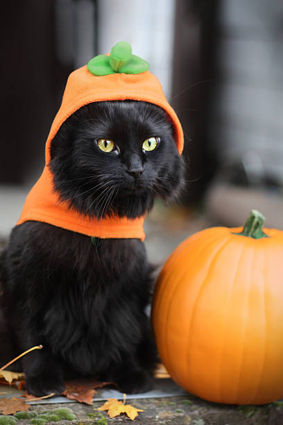 Gatto nero vestito come zucca - foto stock