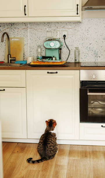 istock Cat waiting eating piece of meat from the kitchen table 1791151616