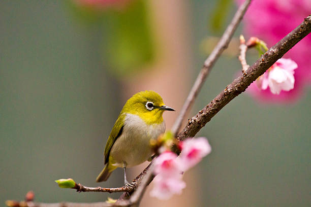 istock Japanese White-eye with pink cherry blossoms 179115357