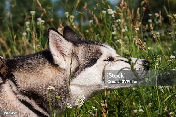 Husky Syberyjski - zdjęcia stockowe i więcej obrazów Aportować - Aportować, Chować się, Dzień