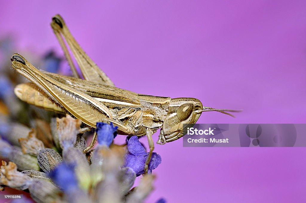 Wanderheuschrecke auf Lavendel Blumen - Lizenzfrei Braun Stock-Foto