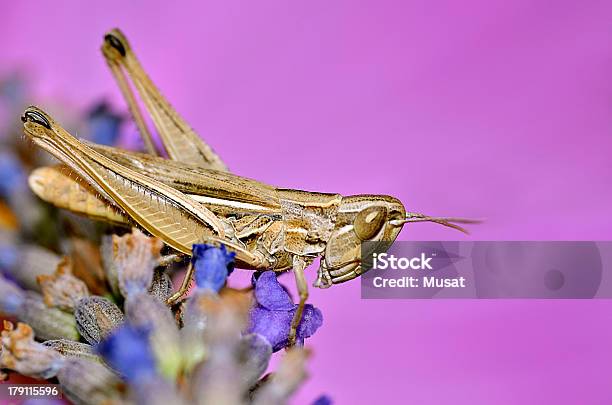 Gafanhoto Na Flor De Lavanda - Fotografias de stock e mais imagens de Animal - Animal, Antena - Parte do corpo animal, Castanho