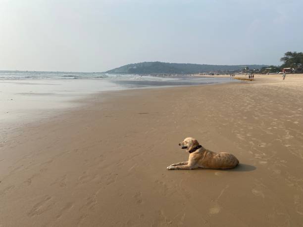 A dog sitting alone on Calangute beach