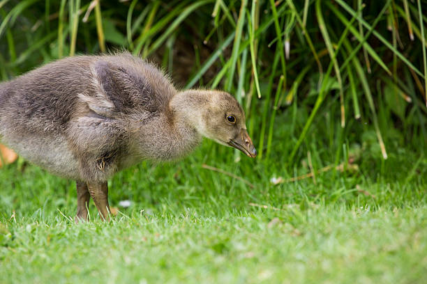 istock Gosling amongst the grasses 179115674