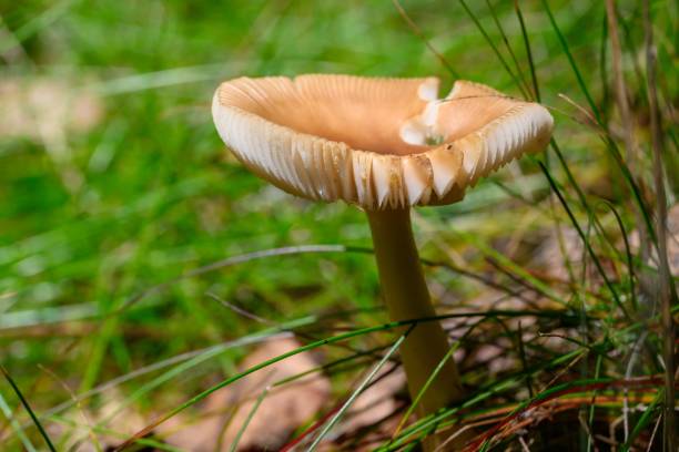 istock a mushroom sits in the grass in a park area, 1791157218