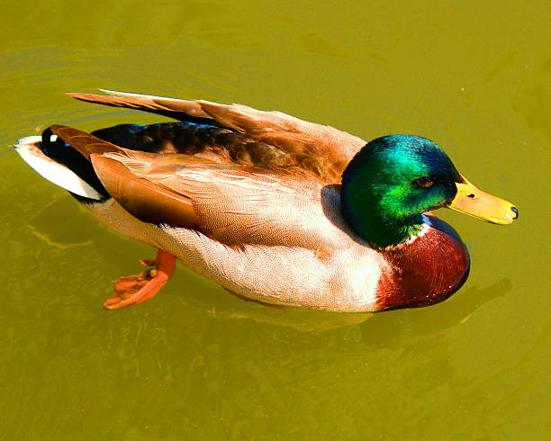 Duck in Water stock photo