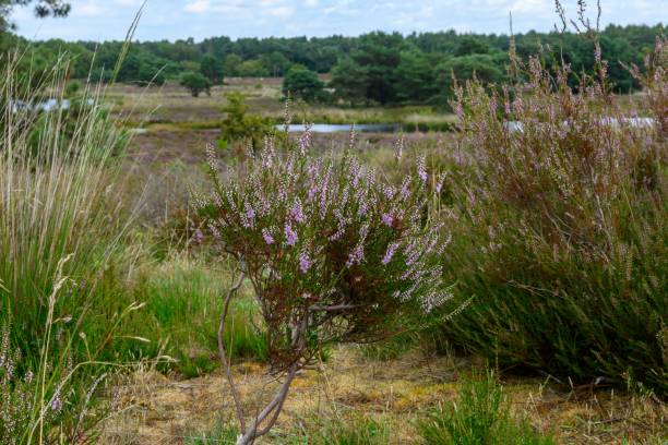 istock some bushes a river and trees some clouds and grass on a sunny day 1791157777