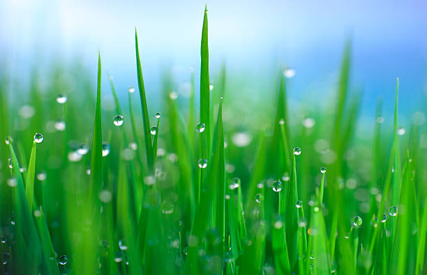 istock The water drops with green & Cyan background 179115913
