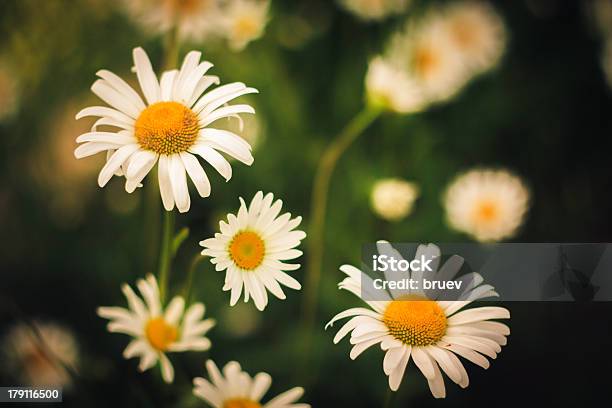 White Kamille Stockfoto und mehr Bilder von Baumblüte - Baumblüte, Blume, Blüte