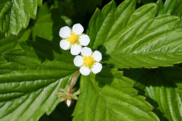 istock Wild Strawberry Flower 179116527