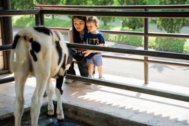 madre asiatica con i suoi figli in fattoria che allatta i vitelli con il biberon - domestic cattle calf mother field foto e immagini stock