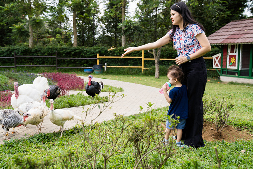 A mother and her toddler aged little boy pet and feed their poultry  at their farm