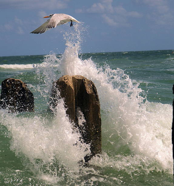 Seagull  lifting off stock photo