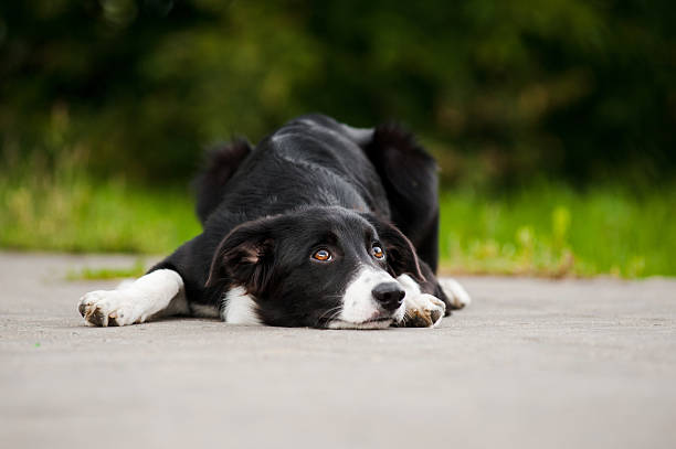 istock young puppy border collie 179116739