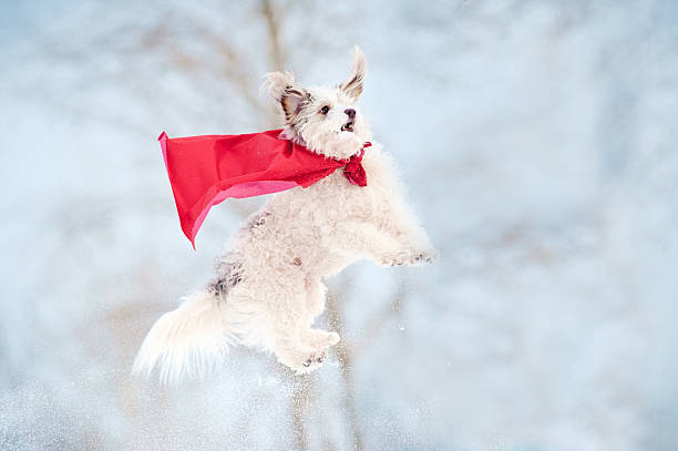 istock funny curly super dog flying 179116747