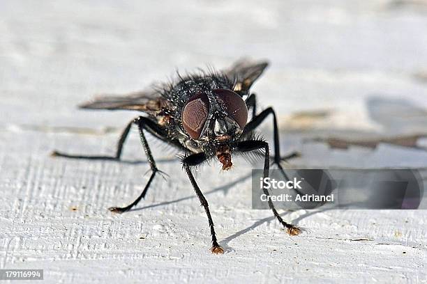 Black Fly - zdjęcia stockowe i więcej obrazów Bez ludzi - Bez ludzi, Czarnoskóry Lecą, Fotografika