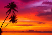 Palm trees silhouette on sunset