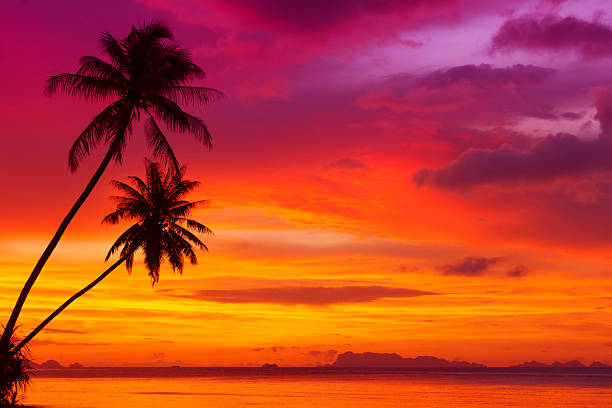 Palm trees silhouette on sunset Two palm trees silhouette on sunset tropical beach orange sunset stock pictures, royalty-free photos & images